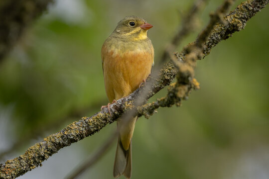 Ortolan bunting (Emberiza hortulana)