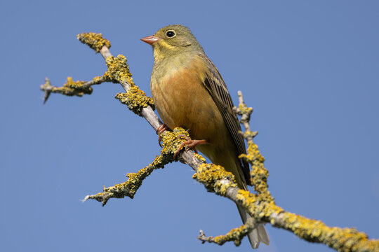 Ortolan bunting (Emberiza hortulana)