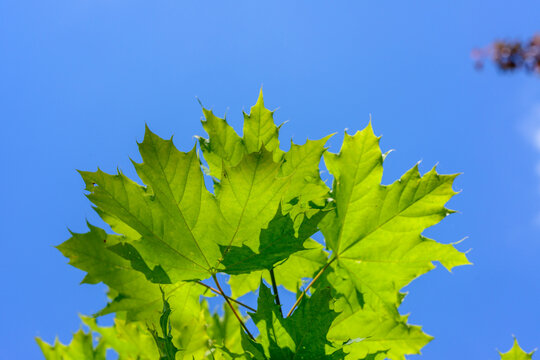 The maple (Acer) is a genus of trees or shrubs belonging to the family Sapindaceae