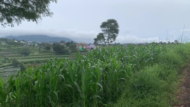 rural environment landscape countryside indonesian village west java village life tropical rural