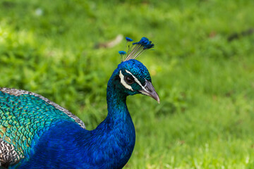 Obraz premium Male peacock displaying its beautiful colorful feathers