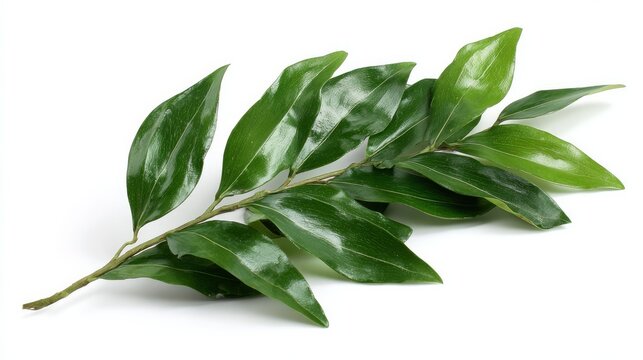 Green Ruscus leaf rests on white background.