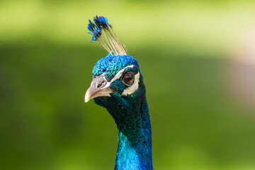 Naklejka premium Male peacock displaying its beautiful colorful feathers