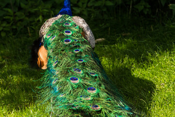 Obraz premium Male peacock displaying its beautiful colorful feathers