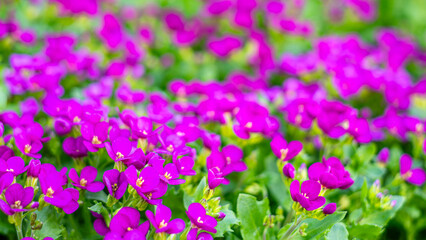 Fototapeta premium Violet and dark pink alyssum flowers background, full-frame floral texture with many tiny blooms, spring decorative pattern 