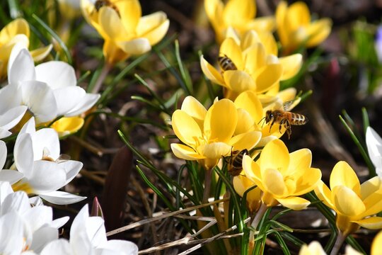 close up of bee on yellow crocuses in spring
