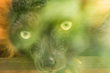 Naklejka premium Artistic portrait of a red ruffed lemur with a dreamy and ethereal soft focus effect