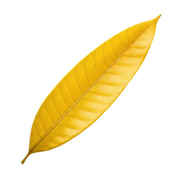 Single golden yellow mango leaf with waxy texture and prominent veins placed diagonally on a transparent background, concept of natural botanical simplicity