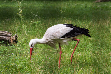 Fototapeta premium White storks standing in a green meadow looking for prey