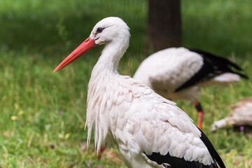 Fototapeta premium White storks standing in a green meadow looking for prey