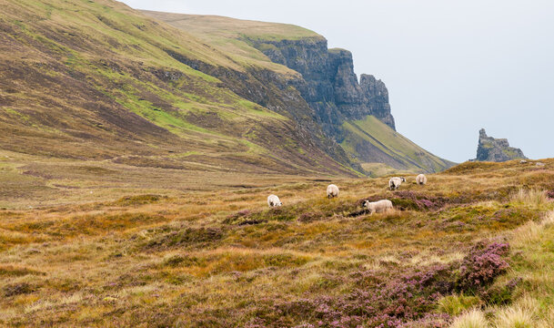 Goats sheep grazing feeding in meadow field. Isle of Sky Scottish Highlands Scotland