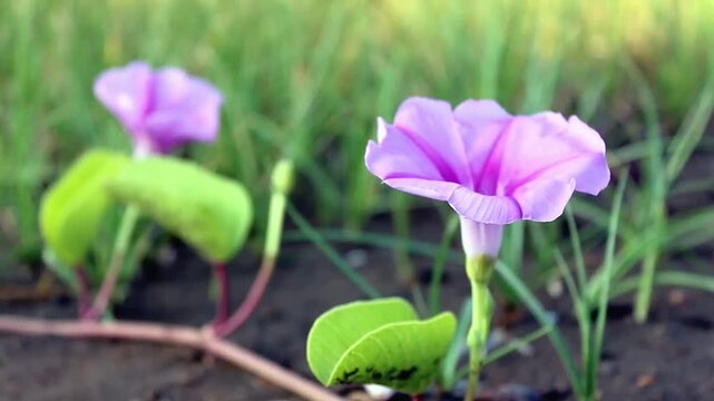 Ipomoea, a climbing plant with violet flowers that is often found on sandy beaches.