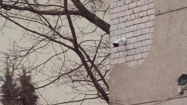 Brickfaced security camera monitoring area with leafless branches and cloudy sky