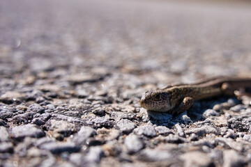 Juvenile sand lizard (Lacerta agilis) crossing a rough asphalt road surface. Close-up profile of a small reptile on tarmac © Vivid Moments