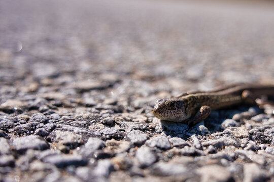 Juvenile sand lizard (Lacerta agilis) crossing a rough asphalt road surface. Close-up profile of a small reptile on tarmac