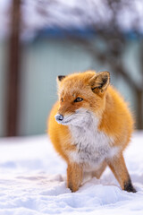 Obraz premium very cute hokkaido ezo-kitsune (Red Fox)
