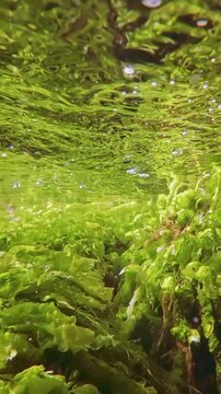 Vertical footage, Close-up of the green weed Sea Lettuce, Ulva intestinalis below the surface in the coastal area, mirroring in the water surface, slow motion, underwater view