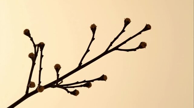 Delicate branch with multiple budding twigs set against a soft, warm gradient sky during sunset
