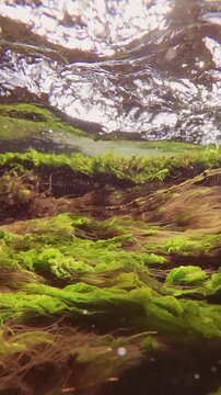 Vertical footage, Close up of the green seaweeds Cladophora with Sea lettuce, Ulva lactuca and red seaweed Polysiphonia wriggling in a strong current during high tide in the littoral zone, slow motion