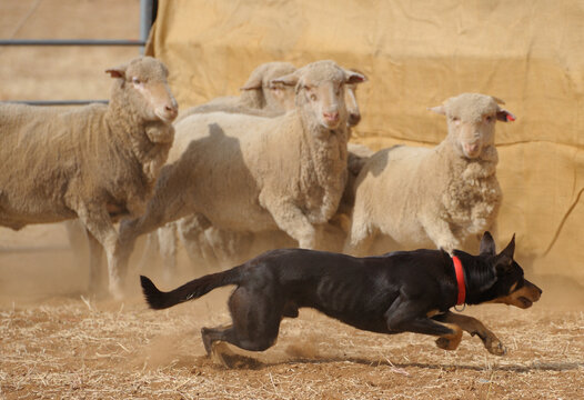Kelpie sheep dog working  sheep in stockyards in outback Queensland, Australia.