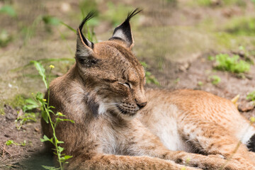 Obraz premium Relaxing Bobcat Lynx laying on ground Close Up Portrait