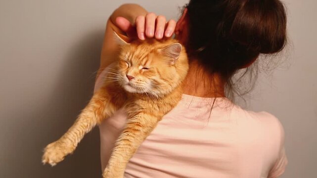 Happy smiling young woman holding on shoulder her orange maine coon cat and petting rubbing it with hand. Closeup happy friendship portrait with domestic fun pet