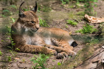 Fototapeta premium Relaxing Bobcat Lynx laying on ground Close Up Portrait