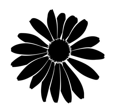 coneflower (Echinacea purpurea) isolated on white background