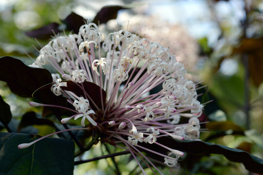 クレロデンドルム・クアドリロクラレ