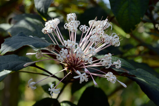 クレロデンドルム・クアドリロクラレ