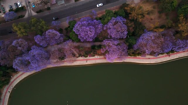 aerial view of jacaranda trees at Chapultepec Lake, Mexico City