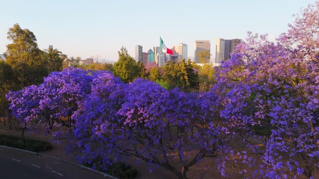 Jacaranda trees at Chapultepec Park, Mexico City