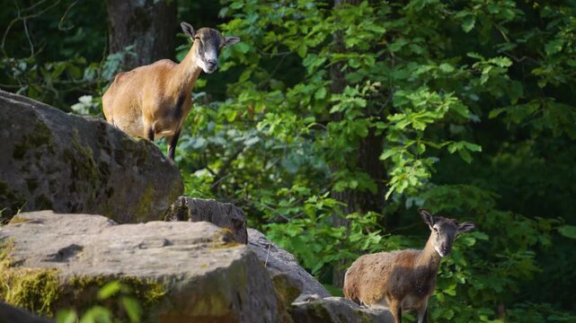Close up of a female Mouflons standing around rocks in a the forest on a sunny spring day, watching around 