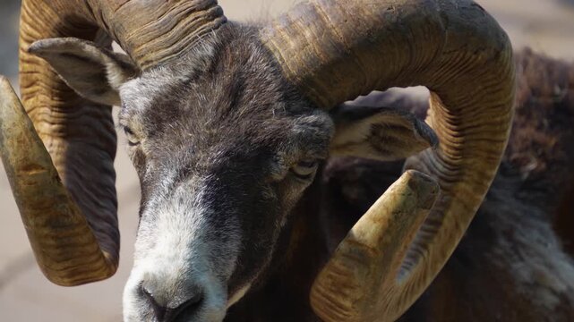 Close up of a male Mouflon head with large horns standing around the forest on a sunny spring day, watching around 
