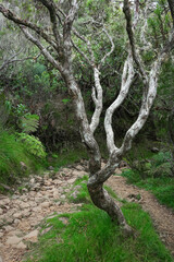 Fototapeta premium Scenic cloudy landscape of the path of La Nouvelle Trekking, Reunion Island, France