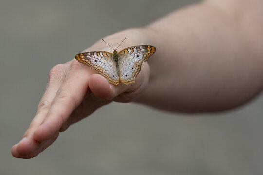 A White Peacock Butterfly lands on a woman's hand