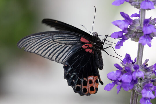 A female Great Mormon butterfly getting nectar from a flower