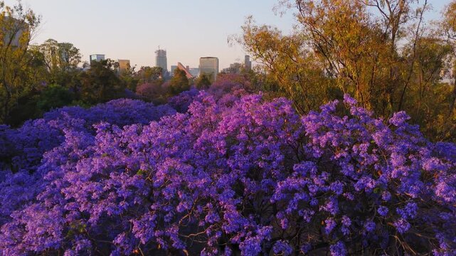 Mexico City Panoramic view with Jacaranda trees at Chapultepec Park, Mexico City 