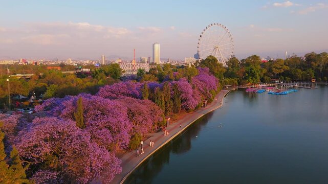 Mexico City Panoramic view with Jacaranda trees at Chapultepec Park, Mexico City 