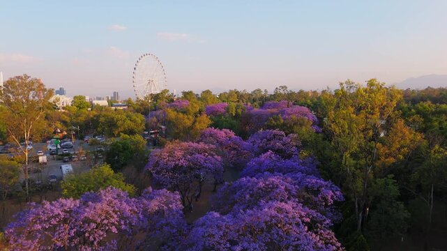 Jacaranda Trees at Chapultepec Park, Mexico City. Sunset.