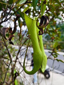 green pitcher plants in the mountainous forests of South Kalimantan