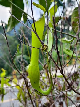 green pitcher plants in the mountainous forests of South Kalimantan
