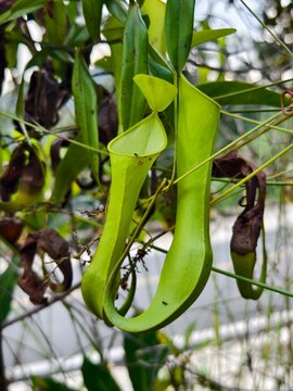 green pitcher plants in the mountainous forests of South Kalimantan