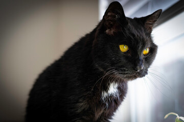 black cat portrait © Ted