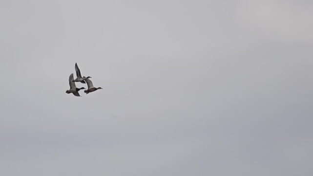 Pintail Duck Flyby