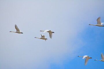 Obraz premium Flock of tundra swans in flight in early spring over southern Ontario, Canada.