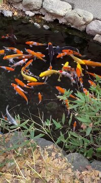 Koi pond with happy kois swimming around, healthy gold and yellow carp fish in a pond