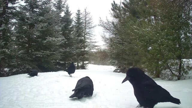 A group of American crows (Corvus brachyrhynchos) searching for food on a snow-covered floor in a dense pine forest during winter.