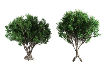 Obraz premium Two small trees with green leaves stand against a white background.