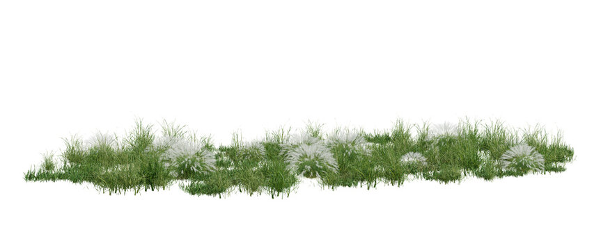 3d illustration Low growing green foliage with small white flowers and tiny leaves, border element on transparent background.